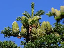 Attēlu rezultāti vaicājumam “Abies concolor”