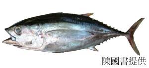 Image result for Thunnus obesus