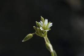 Attēlu rezultāti vaicājumam “Cerastium semidecandrum”