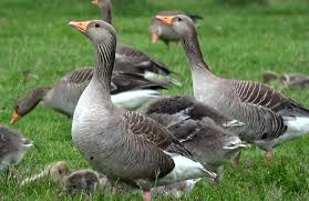 Attēlu rezultāti vaicājumam “Anser anser”