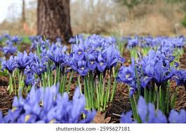 Attēlu rezultāti vaicājumam “Iris reticulata”