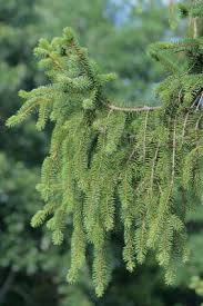 Attēlu rezultāti vaicājumam “Picea abies fo. virgata leaf”