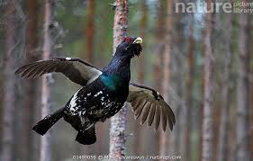 Attēlu rezultāti vaicājumam “Tetrao urogallus male”