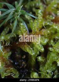 Attēlu rezultāti vaicājumam “Sanionia uncinata”