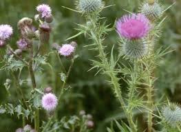 Attēlu rezultāti vaicājumam “Cirsium vulgare”