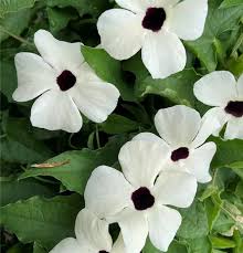 Image result for schwarzäugige Susanne