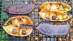 Attēlu rezultāti vaicājumam “Gymnocladus dioicus bud”