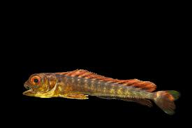 Image result for Coryphaena hippurus