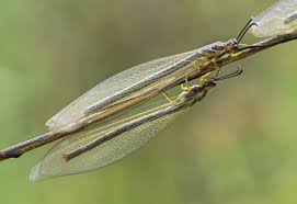 Attēlu rezultāti vaicājumam “Neuroptera”