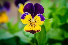 Attēlu rezultāti vaicājumam “Viola uliginosa bud”