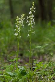 Attēlu rezultāti vaicājumam “Platanthera bifolia”