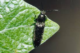 Attēlu rezultāti vaicājumam “Cidnopus aeruginosus”