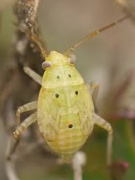 Attēlu rezultāti vaicājumam “Lygus nymph nymph”