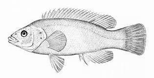 Image result for Tautogolabrus adspersus