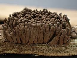 Attēlu rezultāti vaicājumam “Phleogena faginea sessile”