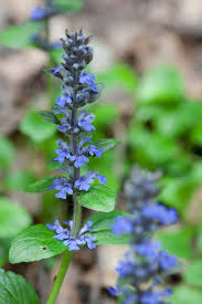 Attēlu rezultāti vaicājumam “Ajuga pyramidalis leaf”