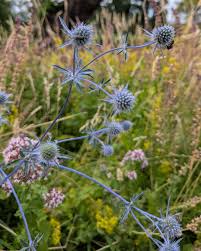 Attēlu rezultāti vaicājumam “Eryngium planum fruit”