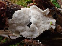 Attēlu rezultāti vaicājumam “Postia sericeomollis”