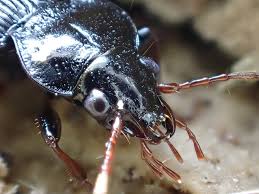 Attēlu rezultāti vaicājumam “Nebria brevicollis”