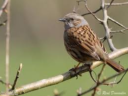 Attēlu rezultāti vaicājumam “Prunella modularis adult”