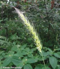 Attēlu rezultāti vaicājumam “Hordelymus europaeus leaf”