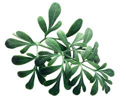 Image result for Ruta graveolens