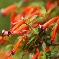 Image result for Cuphea ignea