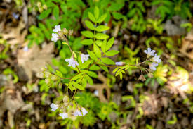 Attēlu rezultāti vaicājumam “Polemonium caeruleum leaf”