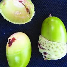 Attēlu rezultāti vaicājumam “Bayeriola thymicola”