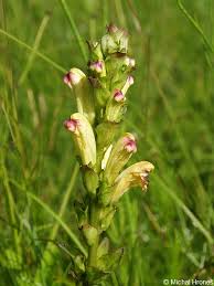 Attēlu rezultāti vaicājumam “Pedicularis sceptrum-carolinum leaf”