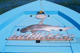 Image result for Sphyrna tiburo