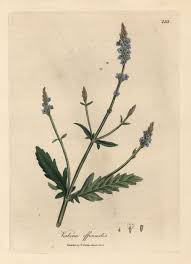 Image result for Verbena officinalis