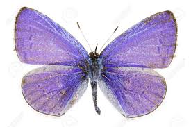 Attēlu rezultāti vaicājumam “Celastrina argiolus male”