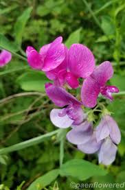 Attēlu rezultāti vaicājumam “Lathyrus latifolius bud”