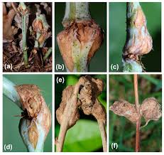 Attēlu rezultāti vaicājumam “Lasioptera rubi”