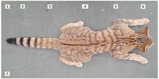 Attēlu rezultāti vaicājumam “Felis silvestris catus juvenile”