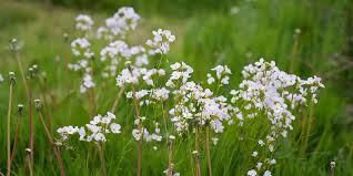 Attēlu rezultāti vaicājumam “Cardamine pratensis leaf”