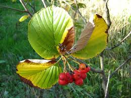 Attēlu rezultāti vaicājumam “Sorbus aria”
