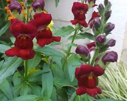 Attēlu rezultāti vaicājumam “Antirrhinum majus leaf”