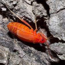 Attēlu rezultāti vaicājumam “Pyrrhocoris apterus imago”