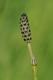 Attēlu rezultāti vaicājumam “Equisetum palustre”