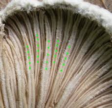 Attēlu rezultāti vaicājumam “Schizophyllum commune”