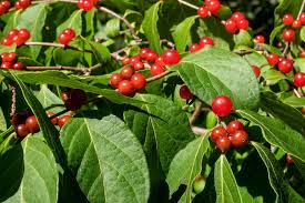 Attēlu rezultāti vaicājumam “Lonicera tatarica fruit”