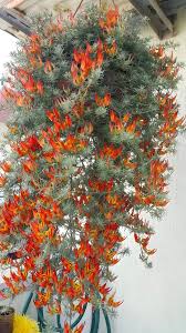 Attēlu rezultāti vaicājumam “Lotus corniculatus flower”