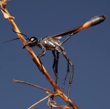 Attēlu rezultāti vaicājumam “Ammophila sp.”