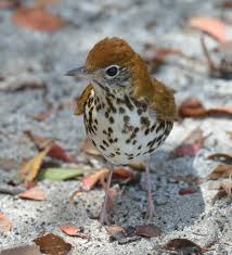 Image result for Hylocichla mustelina