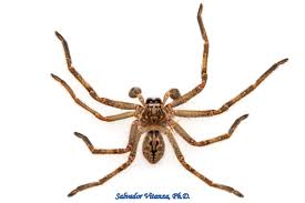 Attēlu rezultāti vaicājumam “Sparassidae”