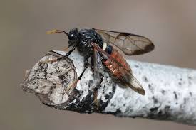 Attēlu rezultāti vaicājumam “Cimbex femoratus”