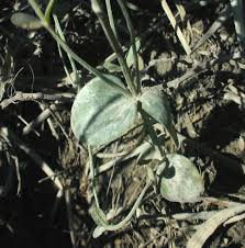 Attēlu rezultāti vaicājumam “Centaurium littorale leaf”