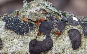 Attēlu rezultāti vaicājumam “Orbilia sp.”